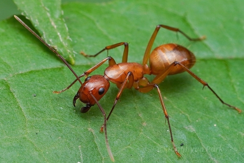Chestnut Carpenter Ant photo 6