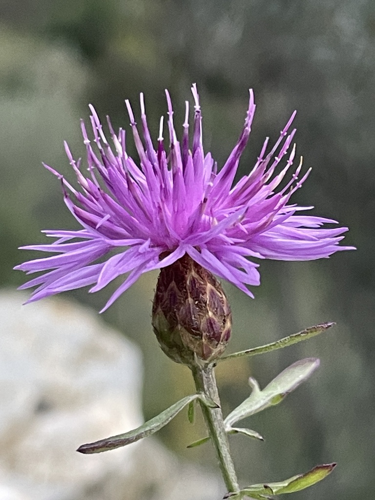 Centaurea aplolepa