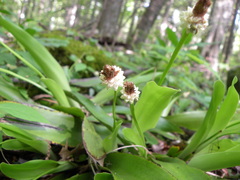 Carex fraseriana