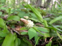 Carex fraseriana