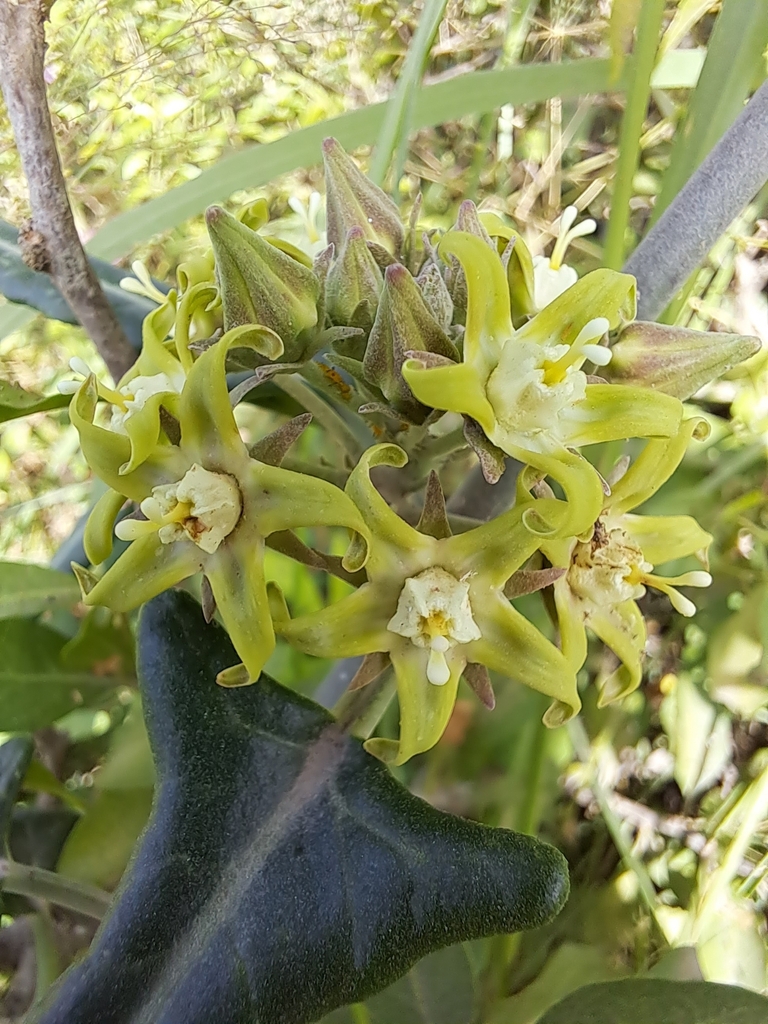 Araujia stormiana