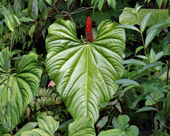 Anthurium formosum image