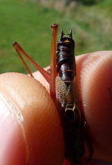 Conocephalus semivittatus