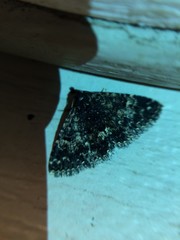 Metalectra diabolica