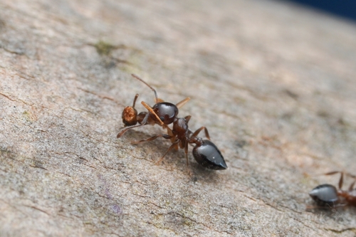 Ashmead's Acrobat Ant photo 4
