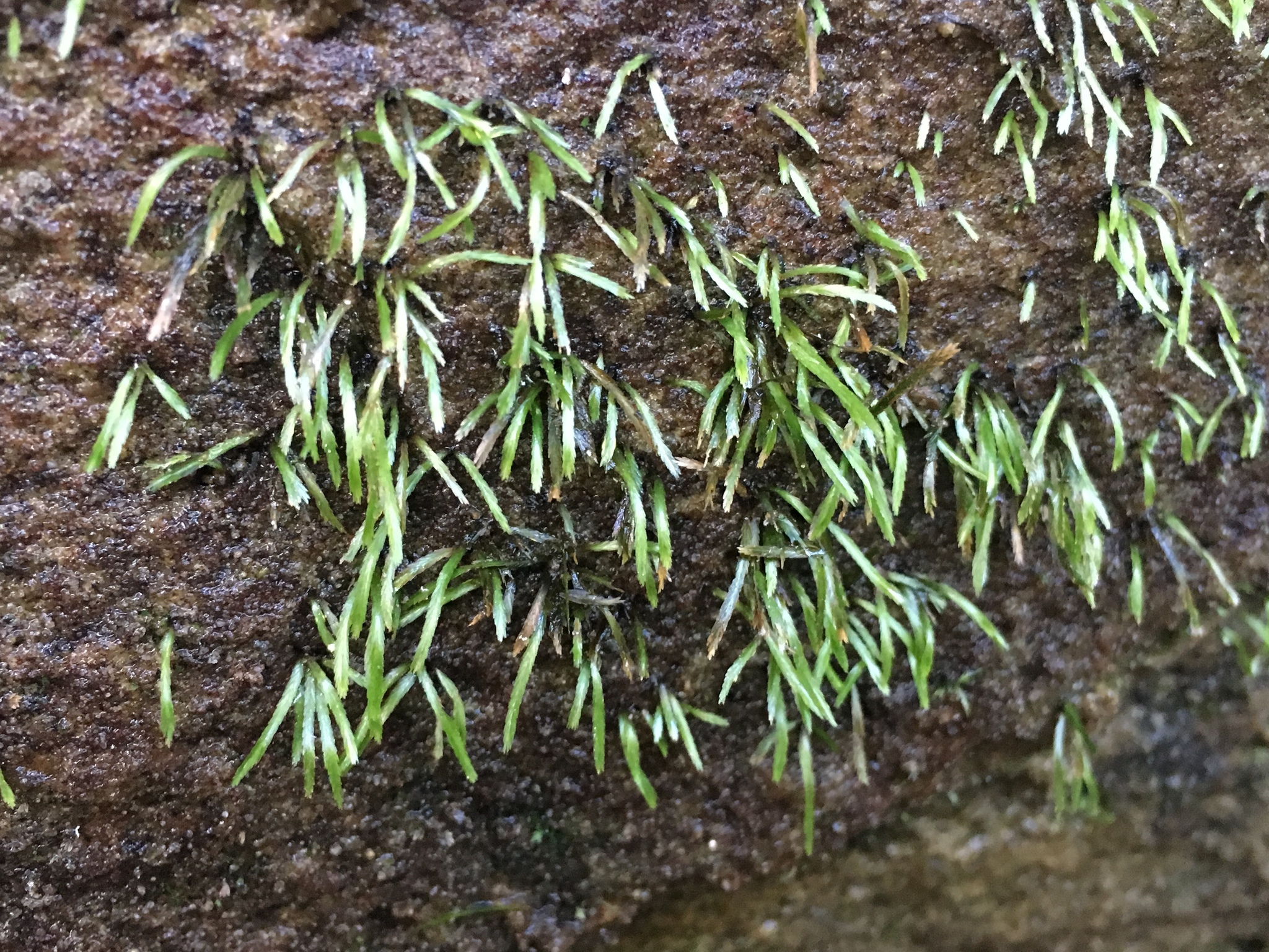Bryoxiphium norvegicum