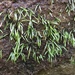 Bryoxiphium norvegicum - Photo (c) Tara Rose Littlefield, algunos derechos reservados (CC BY-NC), subido por Tara Rose Littlefield