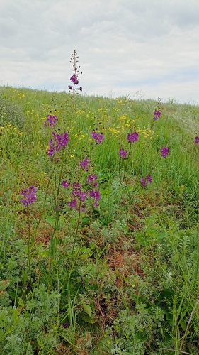 Purple Mullein