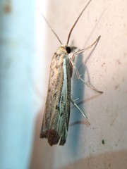 Fissicrambus quadrinotellus