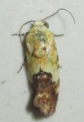 Acontia