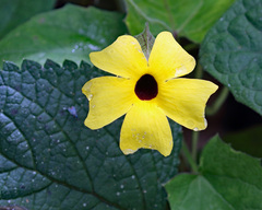 Thunbergia alata image
