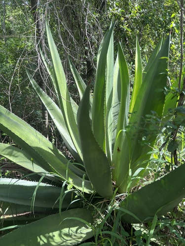 Agave missionum