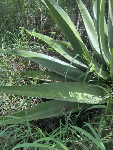 Agave missionum