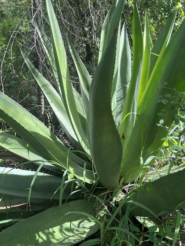 Agave missionum