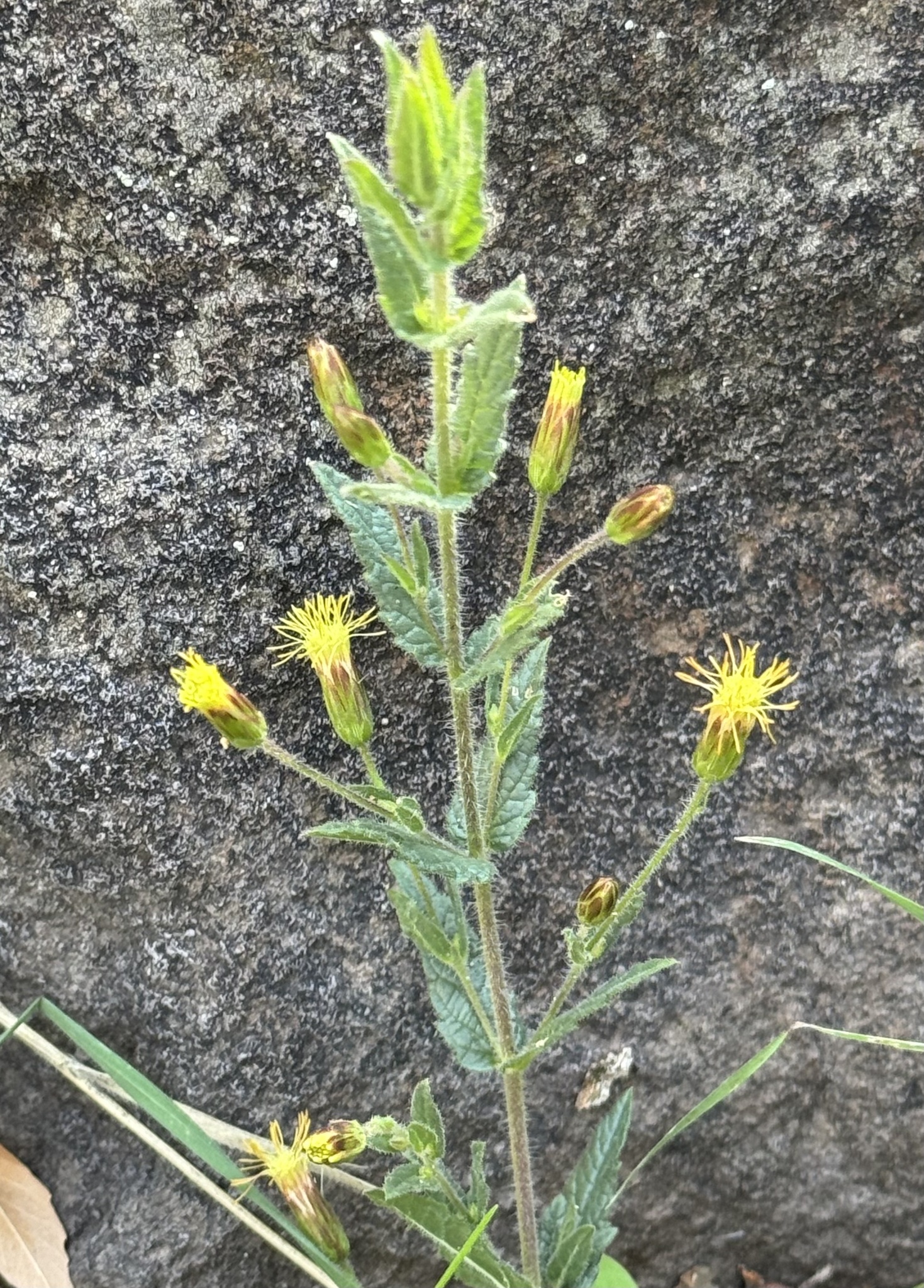 Brickellia amplexicaulis