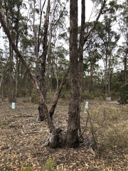 Eucalyptus melliodora