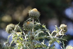 Cirsium subcoriaceum image