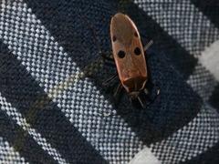 Physopelta quadriguttata