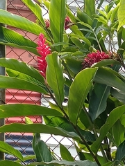 Alpinia purpurata image