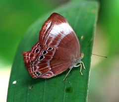 Abisara