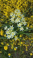 Melanthieae