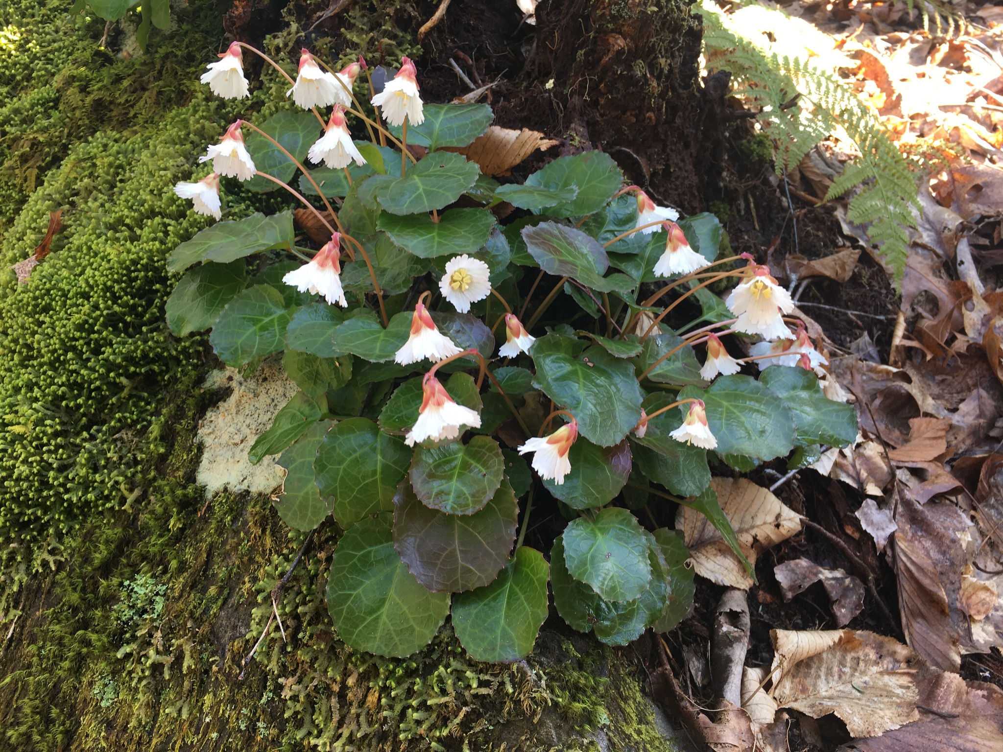 Shortia galacifolia