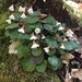 Shortia galacifolia - Photo (c) Tara Rose Littlefield, algunos derechos reservados (CC BY-NC), subido por Tara Rose Littlefield