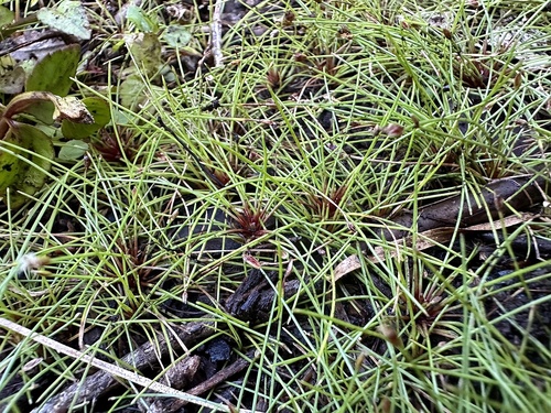 Eleocharis exigua