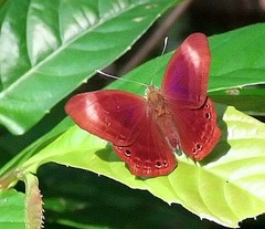 Abisara