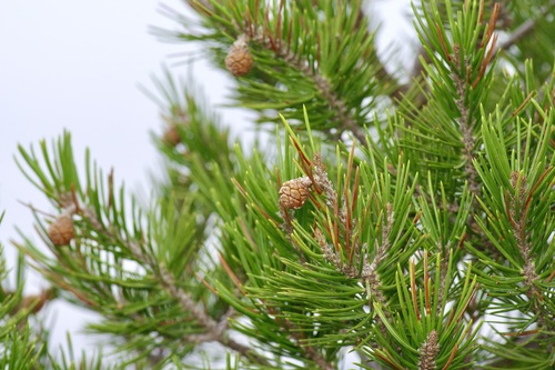 Image of Pinus remota by (c) Michelle W. （鍾偉瑋）, some rights reserved (CC BY)