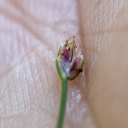 Eleocharis exigua