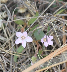 Claytonia rosea