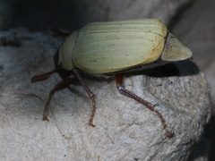 Cyphochilus apicalis