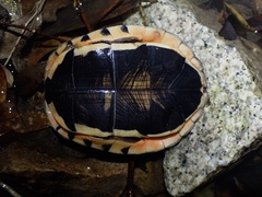 Chinese Three-Striped Box Turtle photo 4