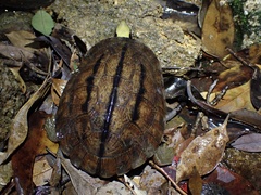 Chinese Three-Striped Box Turtle photo 3