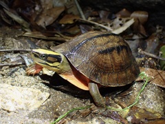 Chinese Three-Striped Box Turtle photo 2