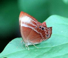 Abisara