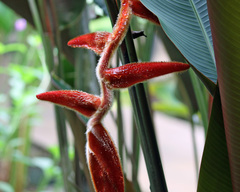 Heliconia vellerigera image