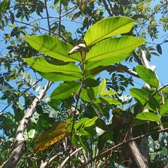 Psidium guajava image