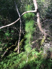 Pinus muricata