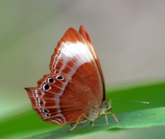 Abisara