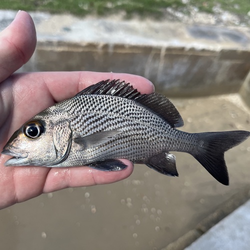 Black grunt (Haemulon bonariense) — Haemulidae — 3