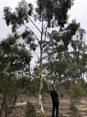 Eucalyptus leucoxylon