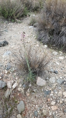 Boechera californica