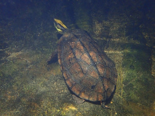 Cuora trifasciata, 2020-08-09
