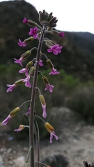 Boechera californica