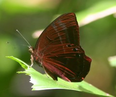 Abisara