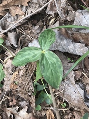 Trillium viridescens