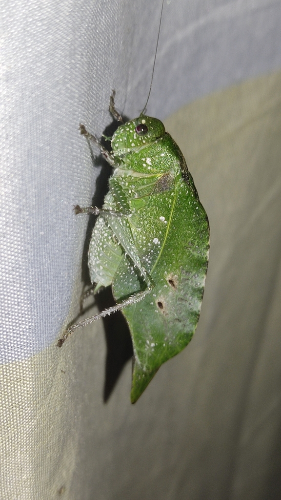 Capiguara