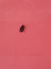 Periplaneta australasiae image